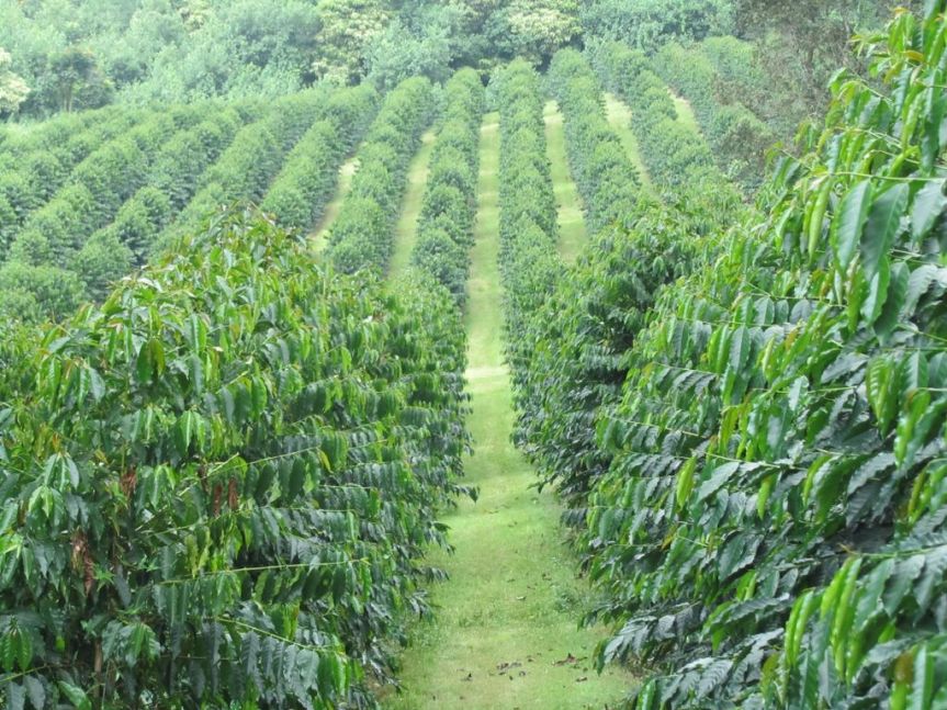 Uganda mountain